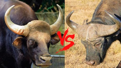 Indian Gaur VS African Cape Buffalo - Which is Stronger? - YouTube