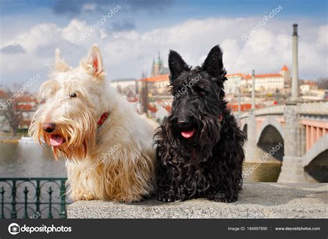 Black Scottish Terrier