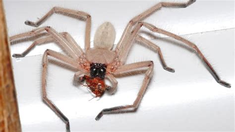 Super-Fast Huntsman Spiders Are the Size of Dinner Plates