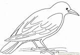 Crow Printable Coloring Pages sketch template
