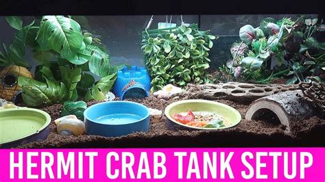 NEW Hermit Crab Tank Clean And Setup | Lori's Hartland - YouTube