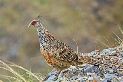 India’s Newest Bird Conservation Reserve Opens In Uttarakhand | Conservation India