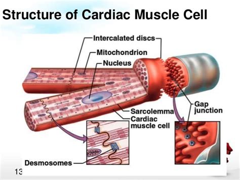 Desmosomes In Cardiac Muscle