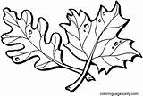 Oak And Maple Leaves Coloring Page  Free Printable Pages sketch template