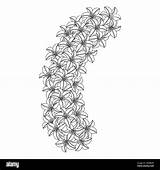 lily flower And Lilium coloring Page Outline Decorative line Art  sketch template