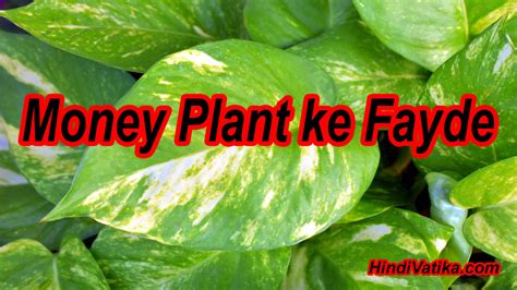 मनी प्लांट के फायदे - Benefits of Money {Mani} Plant in Hindi - Uses & Care