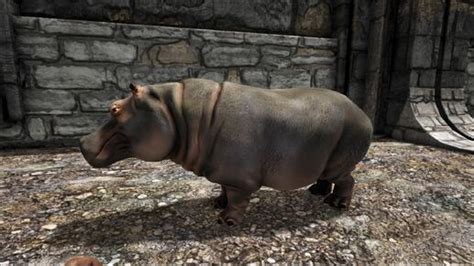 Cyprus Dwarf Hippo | Additional Creatures Wiki | Fandom