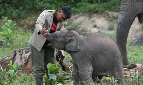 Sumatran Elephant | Species | WWF