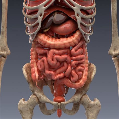 Animated internal organs, skeleton | Human body anatomy, Human anatomy, Human body organs