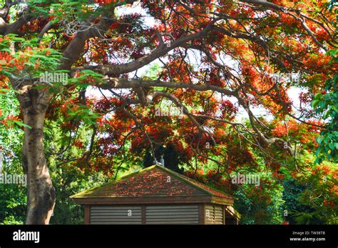 Phoenix Tree High Resolution Stock Photography and Images - Alamy