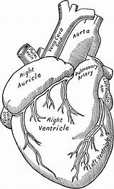 Heart Anatomy Printable Coloring Pages Sketch Page sketch template