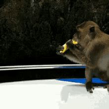 Fruit Bat Eating Banana Gif