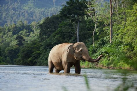 Indonesia’s Rainforests: Biodiversity and Endangered Species - Rainforest Action Network