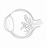 Human Eyeball Anatomy  Coloring Pages Mimi Panda sketch template