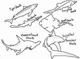 Shark Coloring Pages  ColoringBay sketch template