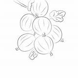 Gooseberry Coloring Page For Kids  Free Printable sketch template