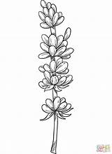 Lavender coloring page  Free Printable Coloring Pages sketch template