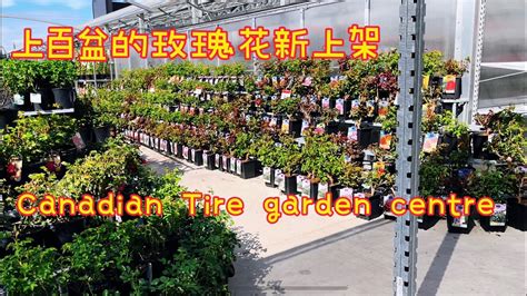 五月，Canadian Tire Garden Centre。【莎拉养花】 - YouTube