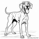 Great Dane Coloring Pages  Free & Printable sketch template