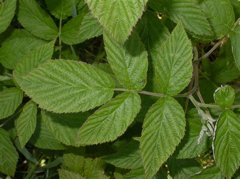 Rubus idaeus (Rosaceae) image 16933 at PlantSystematics.org