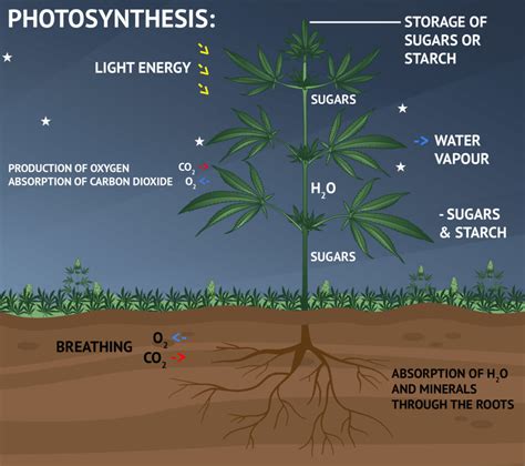 Dark Reaction Of Photosynthesis