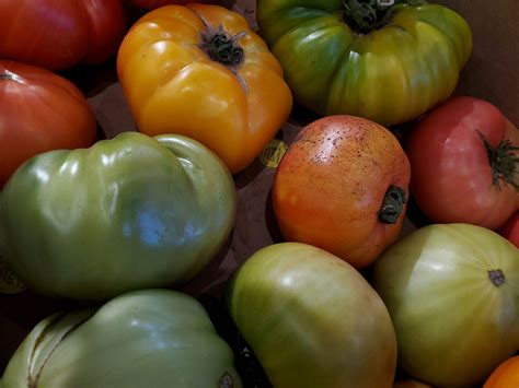 Heirloom Tomatoes Free Stock Photo - Public Domain Pictures