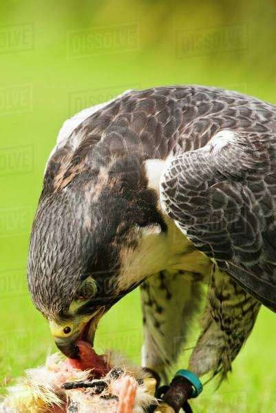 Peregrine Falcon (Falco Peregrinus) Eating It's Prey; Windermere ...