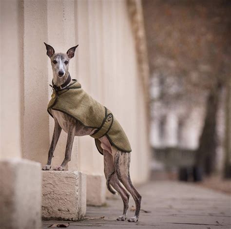 Whippet Dog Coat By Country and Twee