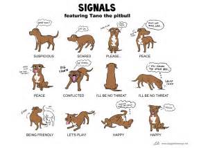 calming signals Archives | Dog Training Nation