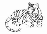 Coloring Tiger Pages Baby Cute Popular Sketch Page sketch template