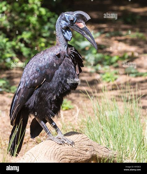 female abyssinian ground hornbill Stock Photo - Alamy