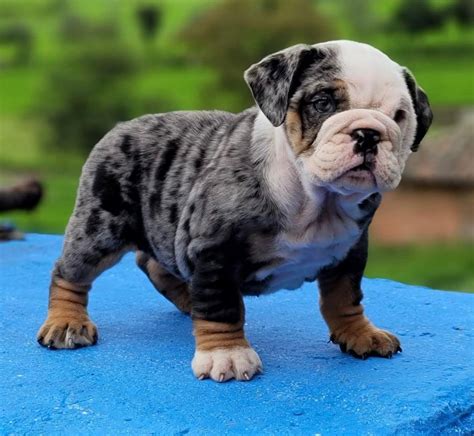 Blue Merle Olde English Bulldogge