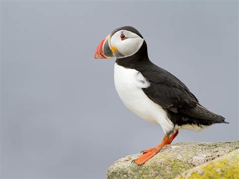 Puffin Bird Facts (Fratercula arctica) | Bird Fact