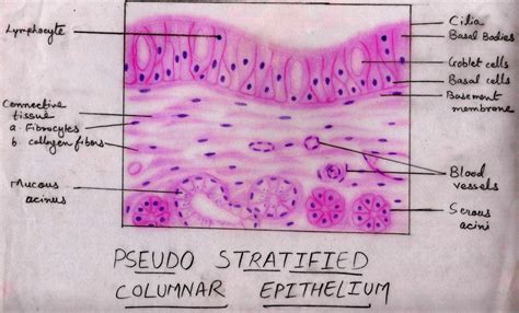 Histology Image: Membranous epithelium