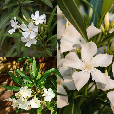 Seeds for Planting, Nerium Oleander Alba Seeds, Oleander, White Oleander, Bulk Wholesale Seed ...