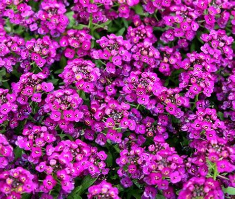 Alyssum Purple Royal Carpet Lobularia Maritima Seeds