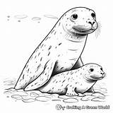 Leopard Seal Coloring Pages  Free & Printable sketch template