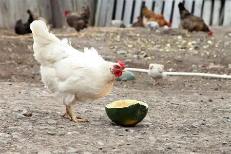 Cornish Cross Chicken: Egg Production, Breed Personality And Care