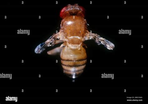 Drosophila with Vestigial Wings Stock Photo - Alamy