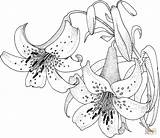 Lily Blossom coloring page  Free Printable Coloring Pages sketch template