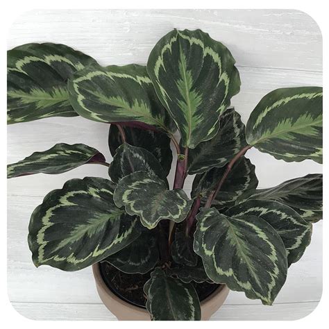 Calathea Medallion - Davenport Garden Centre