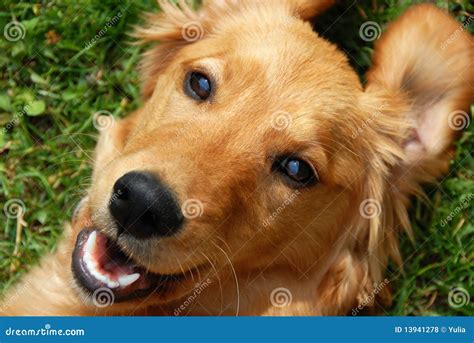 Golden retriever smiling stock photo. Image of bred, happiness - 13941278