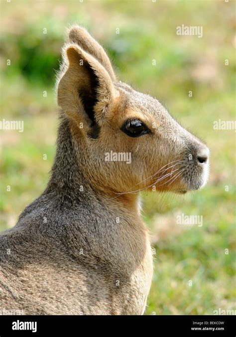 The head of a large rodent a capybara Stock Photo - Alamy