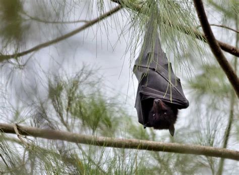 Heatwave kills thousands of flying foxes in Australia