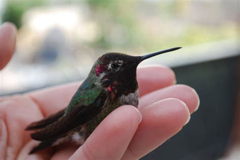 Baby Hummingbird | Beautiful babies, Baby hummingbirds, Hummingbird ...