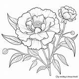 Peony Coloring Pages  Free & Printable sketch template