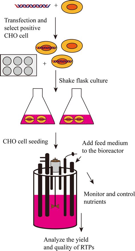 Fed-batch culture in CHO cell. Gene of interest (GOI) is introduced in... | Download Scientific ...