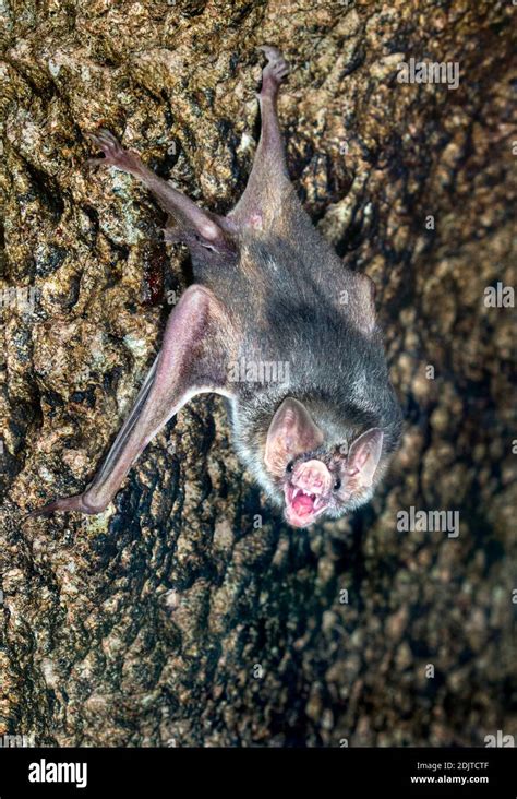 Common vampire bat teeth hi-res stock photography and images - Alamy