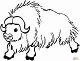 Wild yak coloring Page  Free Printable Coloring Pages sketch template
