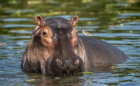 What Animals Live In The Nile River? - WorldAtlas